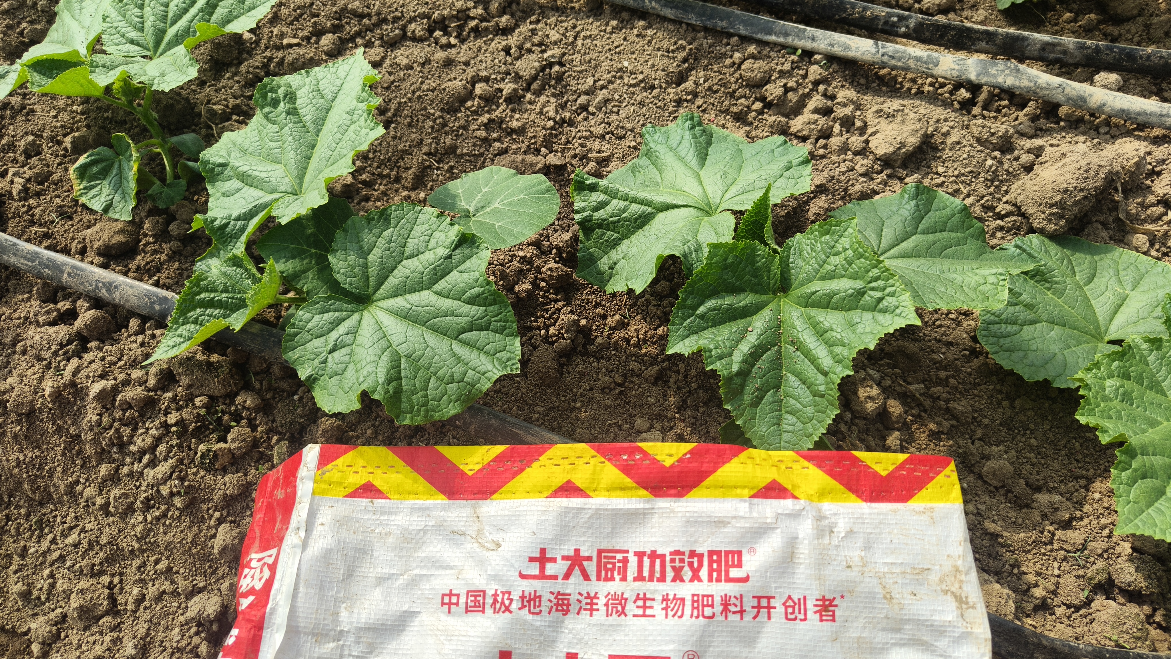 温室秋黄瓜移栽管理：关键技术要点解析