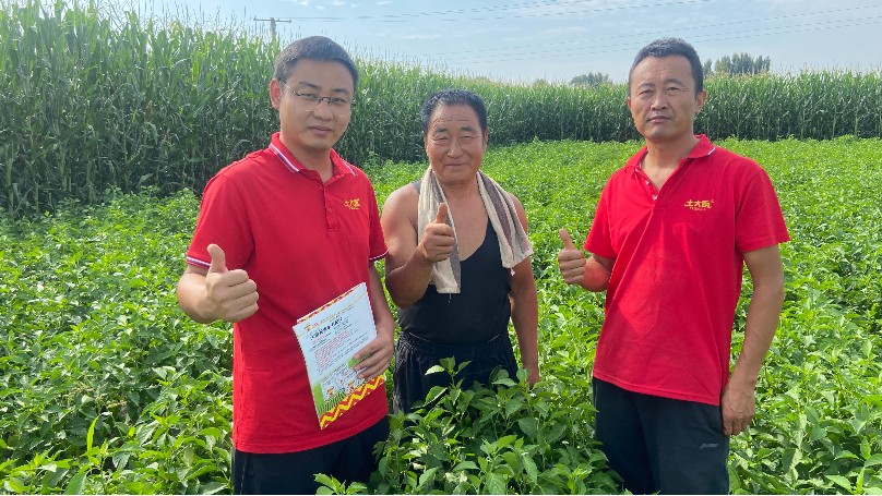 辣椒施肥这么做，增产增收