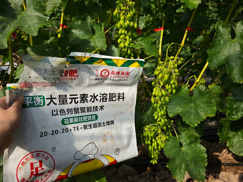 种植葡萄—宁夏周老板葡萄用土大厨 (2)