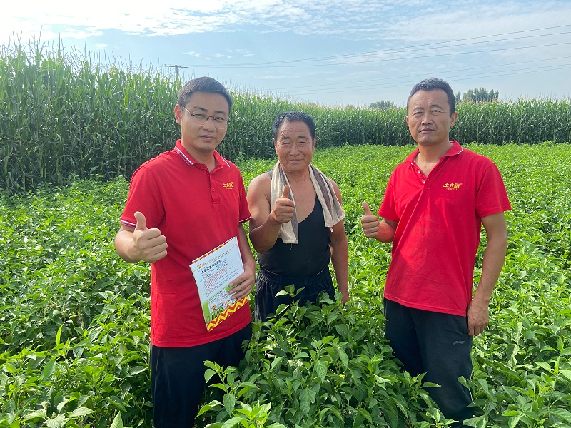 辣椒施肥-陕西辣椒用土大厨