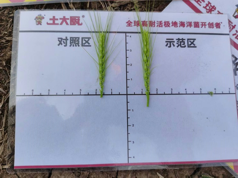 小麦返青肥-江苏小麦