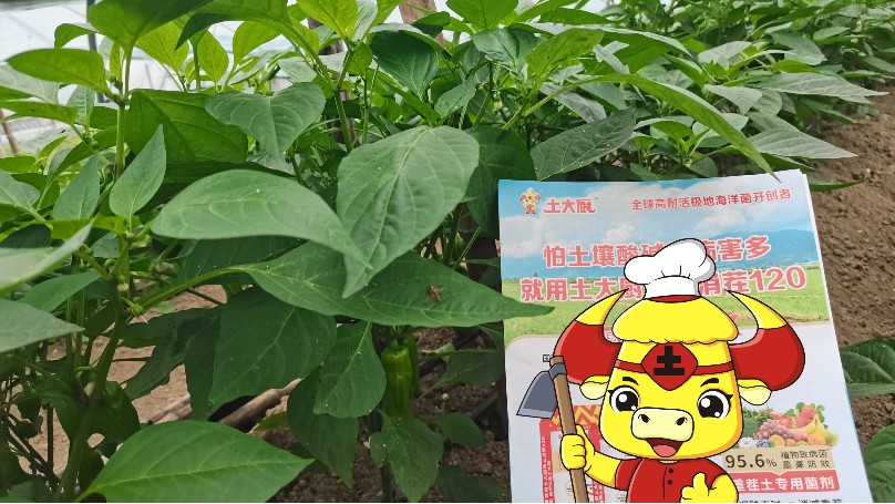 冷棚辣椒-安徽辣椒