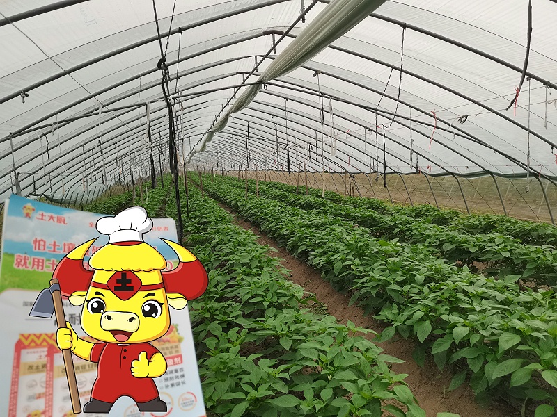 冷棚辣椒-土大厨安徽