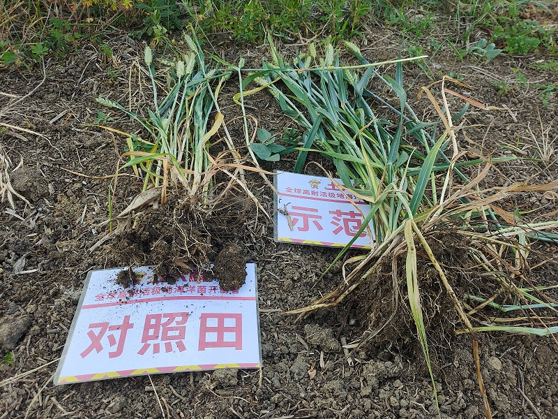 小麦追肥-微生物菌剂