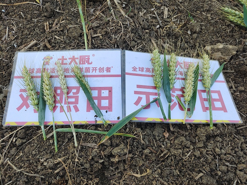 小麦追肥-微生物菌剂江苏