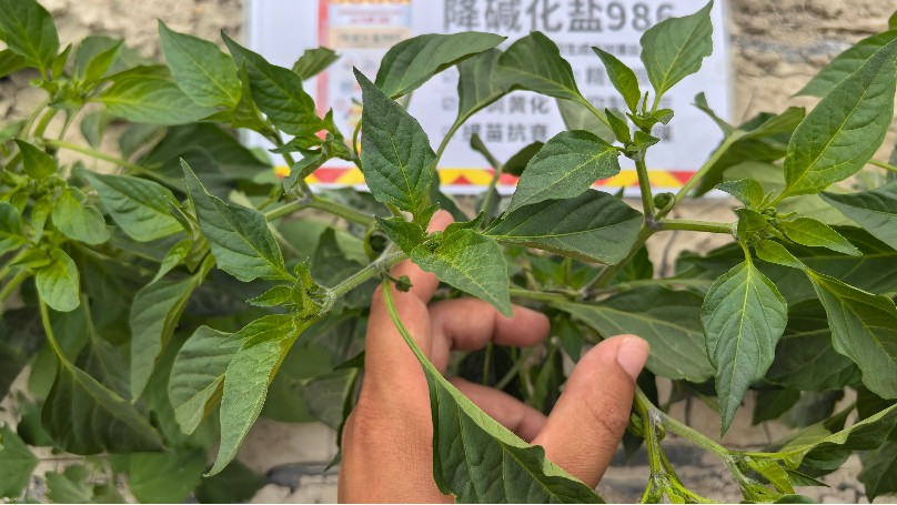 新疆盐渍化土壤下，色素辣椒种植挑战与微生物菌剂应用策略