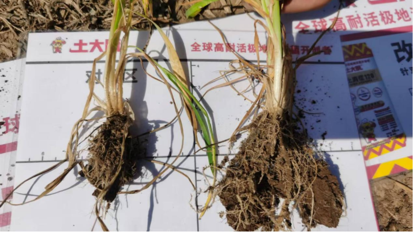 小麦返青肥-江苏