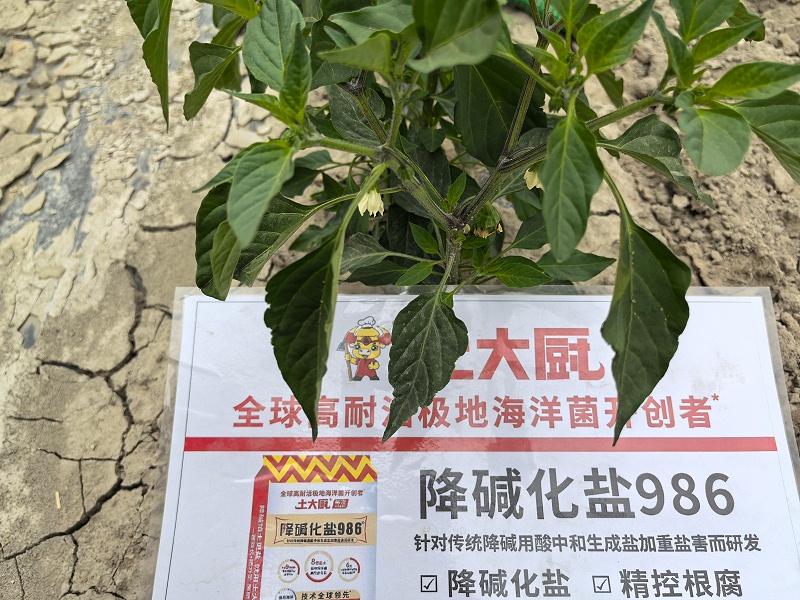 色素辣椒 -降碱化盐986