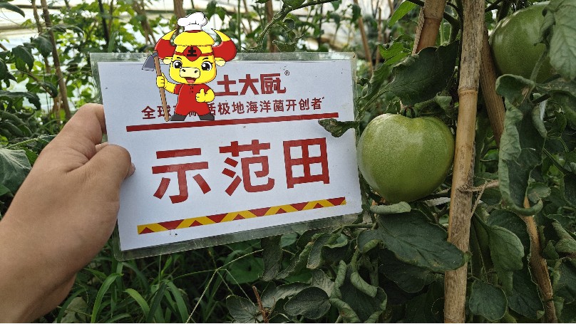 大棚番茄种植-江苏番茄