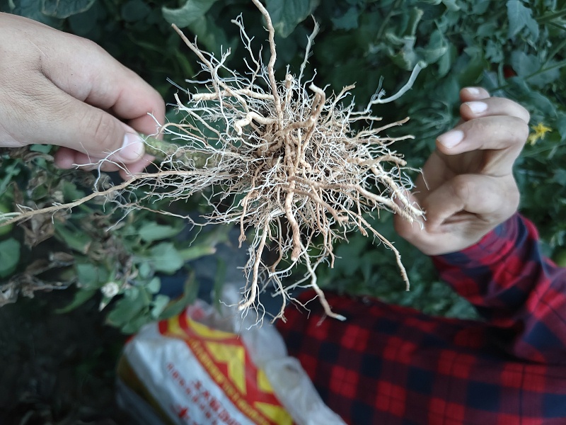 大棚番茄种植-根系