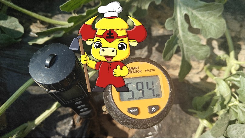 冷棚西瓜用肥-测土