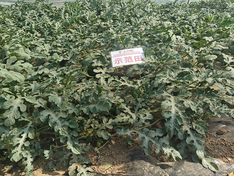 冷棚西瓜用肥-安徽