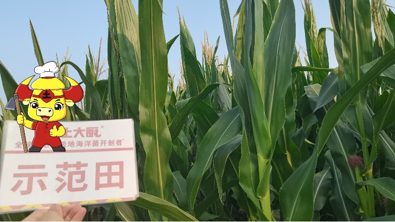 玉米施肥-土大厨