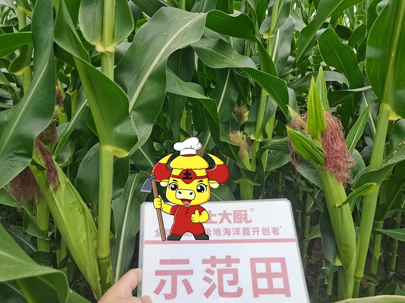 玉米施肥-江苏邳州