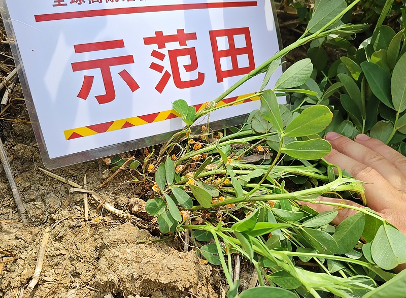 花生死棵烂苗-示范田