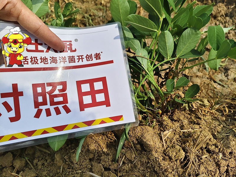 花生死棵烂苗-对照田