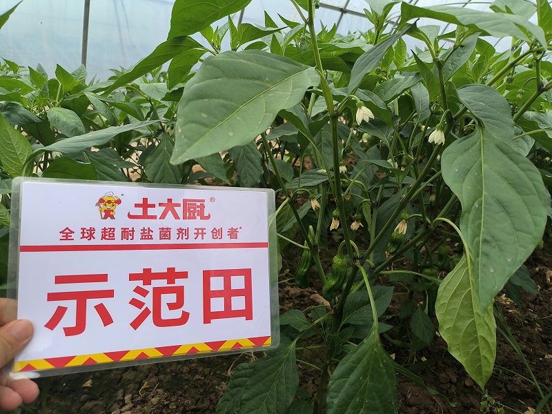 江苏辣椒