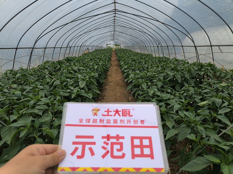 江苏辣椒用土大厨超耐盐菌剂