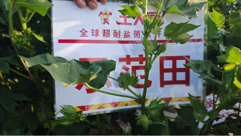 新疆棉花-土大厨