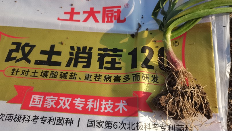 大蒜重茬死棵，用菌剂预防很重要
