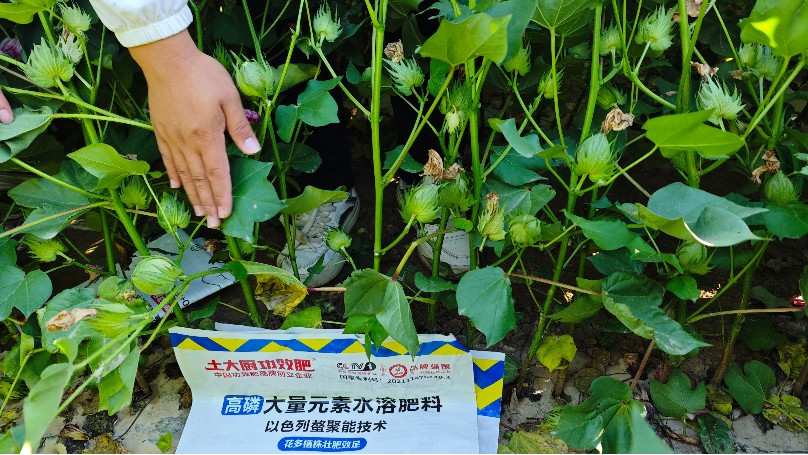 新疆高产棉花全程营养管理方案（下）
