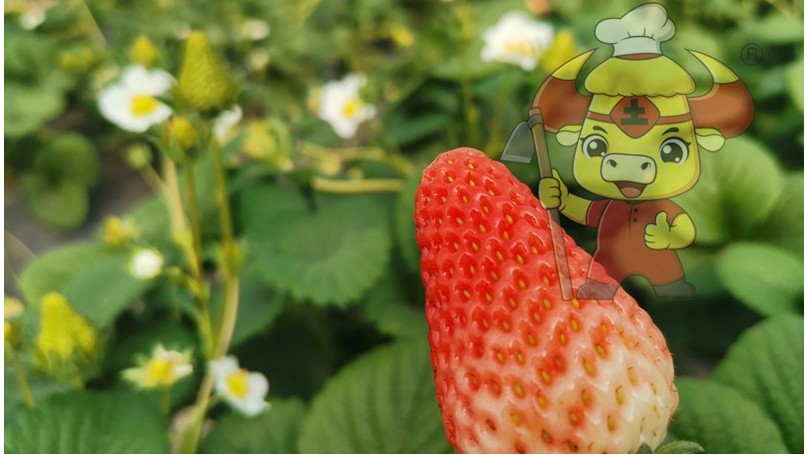 草莓施肥用什么肥料好