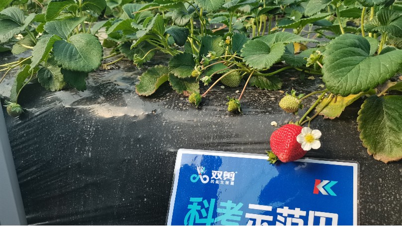江苏南通草莓
