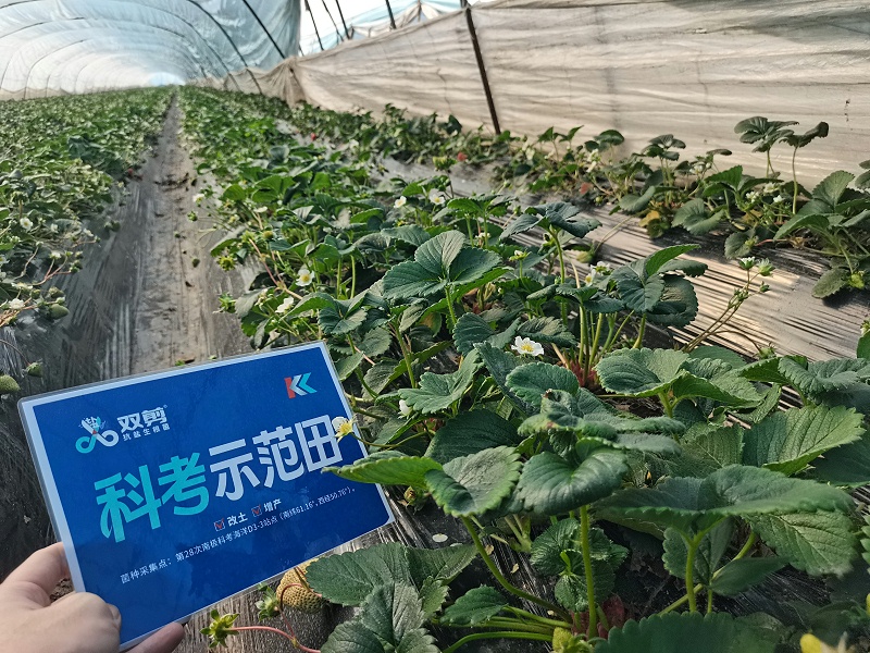 江苏草莓用双剪