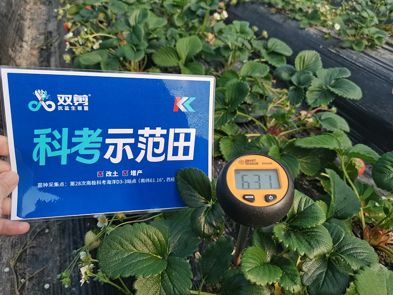 江苏南通草莓用双剪