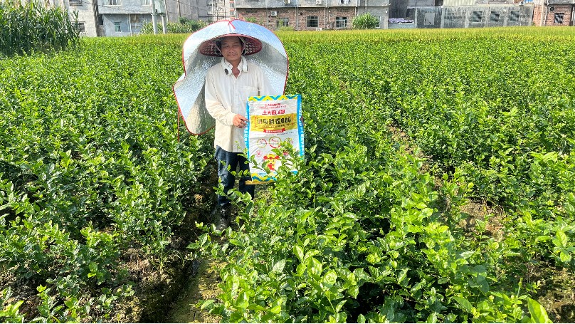 土壤酸化板结病害多怎么办，横州茉莉花问题解决（上）