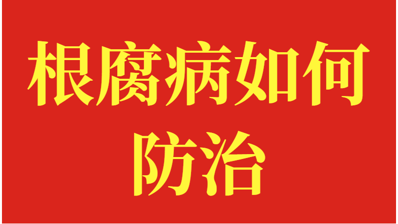 根腐病如何防治？果树区赵大哥案例