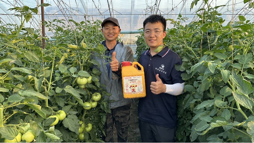 番茄种植如何施肥更高产？