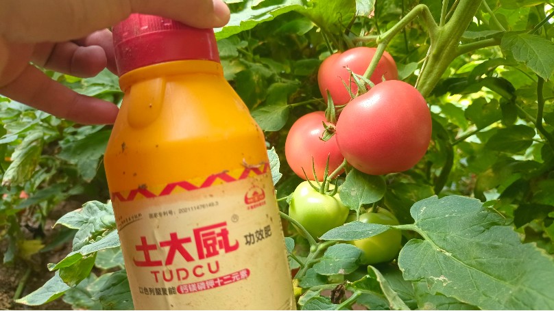 番茄施肥方案之结果后用肥