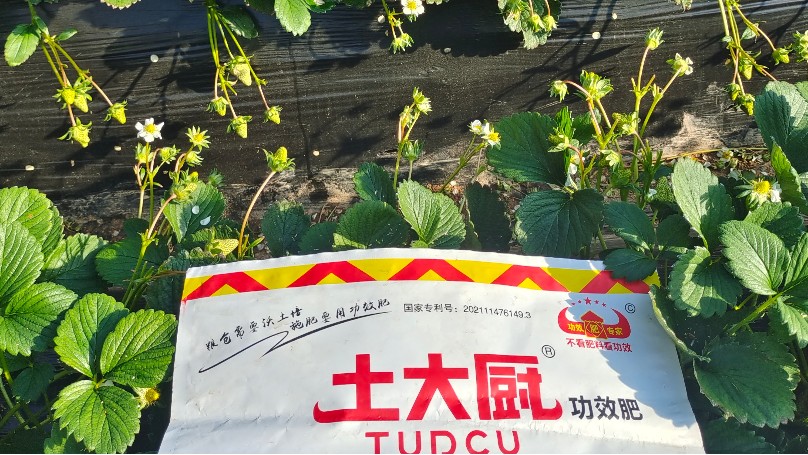 草莓施肥用什么肥料好？刘老板案例