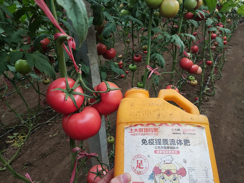 膨果用什么冲施肥最好-江苏番茄