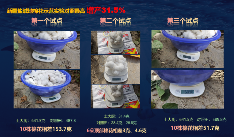 棉花盐碱地示范实验