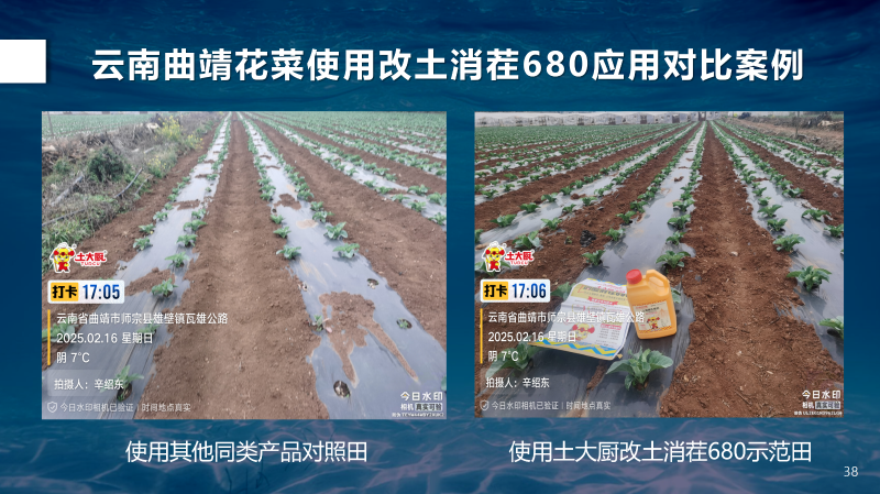 云南花菜对比