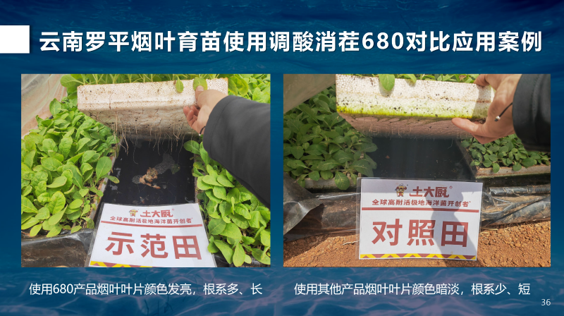 云南烤烟对比