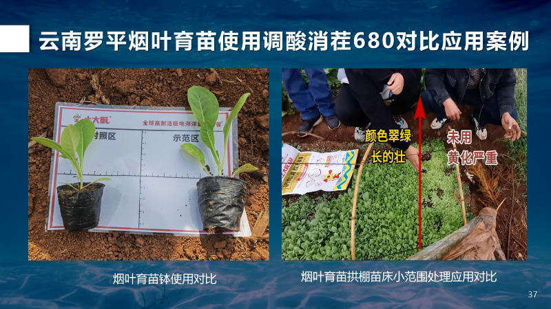 云南烟苗对比