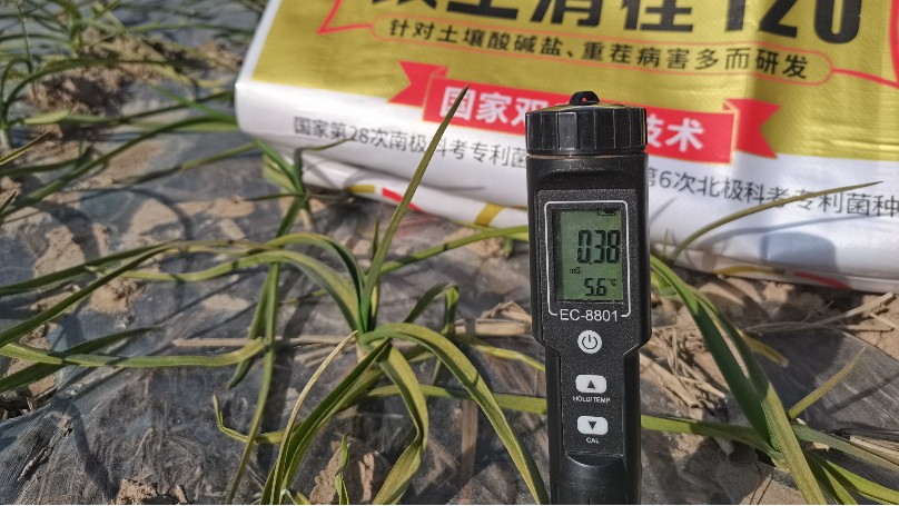 土大厨高耐活菌—江苏大蒜案例