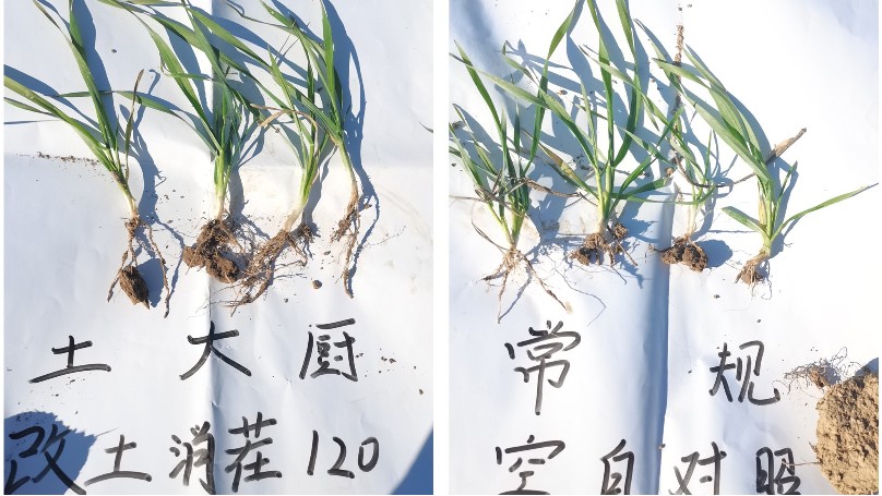 土大厨高耐活菌—江苏小麦案例