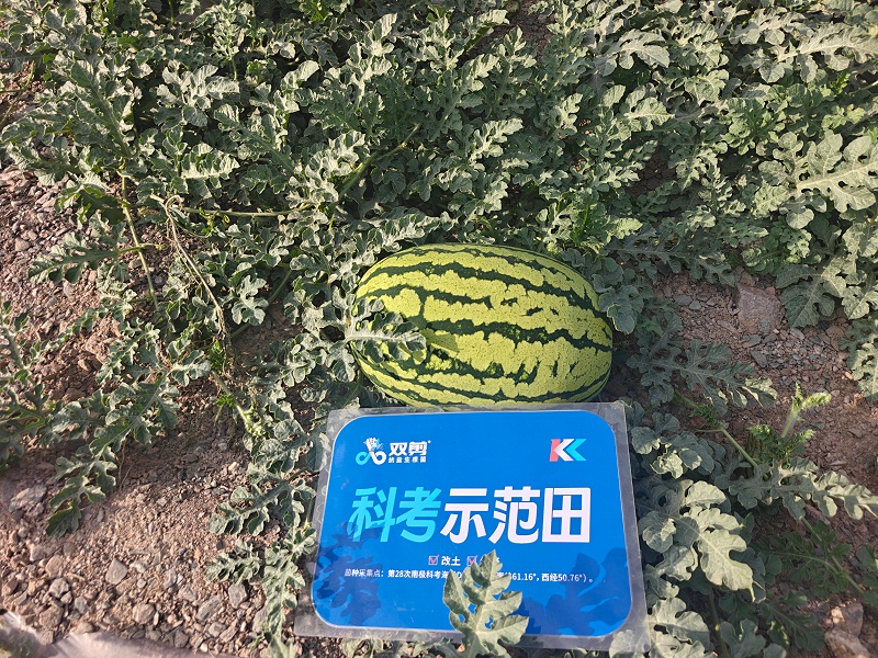 宁夏西瓜-双剪抗盐生根菌