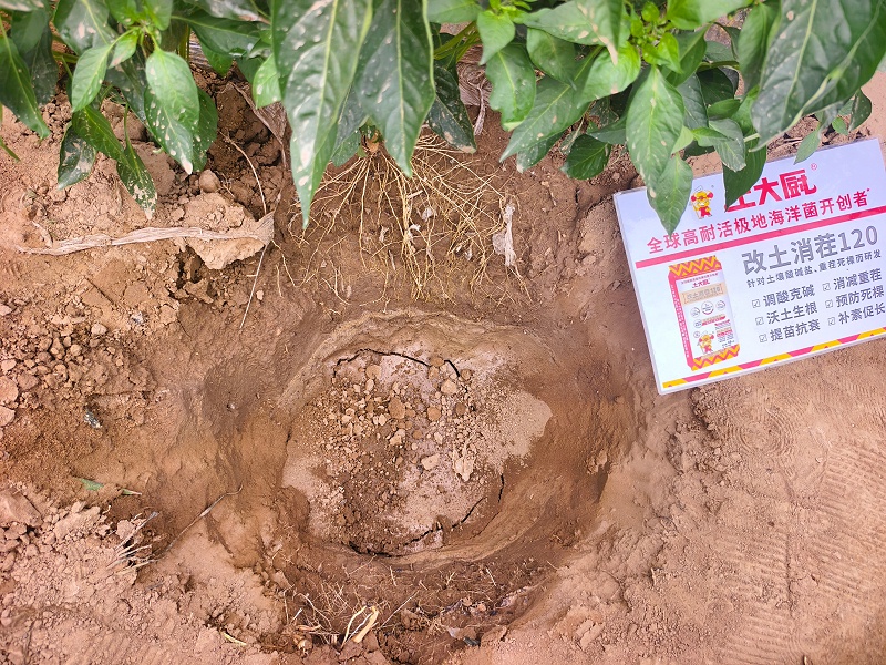 辣椒重茬-用土大厨 (1)