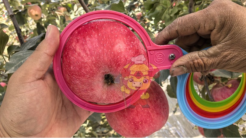 果实膨大和着色搞不懂？这篇文章来告诉你！