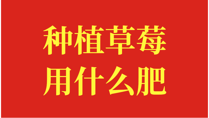 种植草莓用功效肥，效果如何？