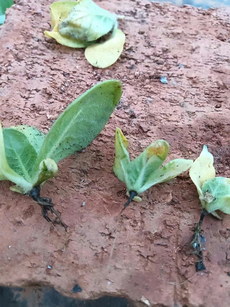 烤烟种植-用之前