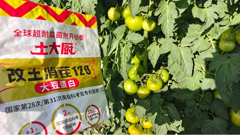 山西忻州番茄-土大厨