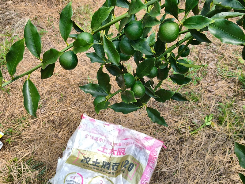 广西柑橘-土大厨超耐盐菌剂
