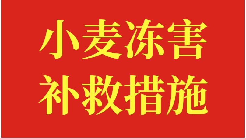 小麦冻害的补救措施，做好以下几点，产量有保障！