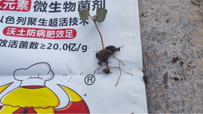 土大厨功效肥技术指导，新疆作物出苗水的正确选择